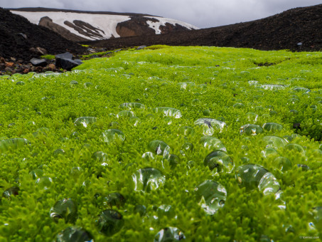 Perles de glace