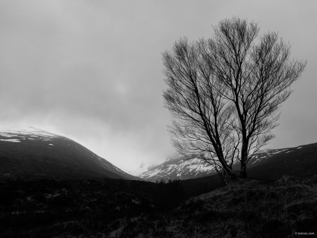 Le dernier arbre à la montée