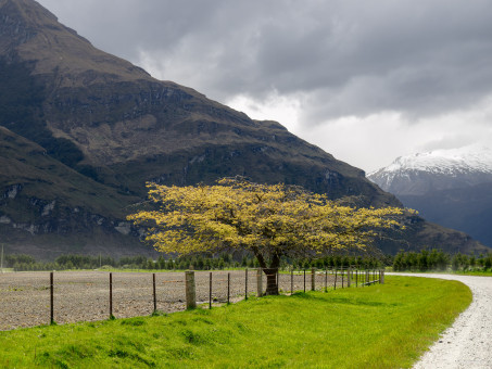 Arbre vers la vallée Rob Roy