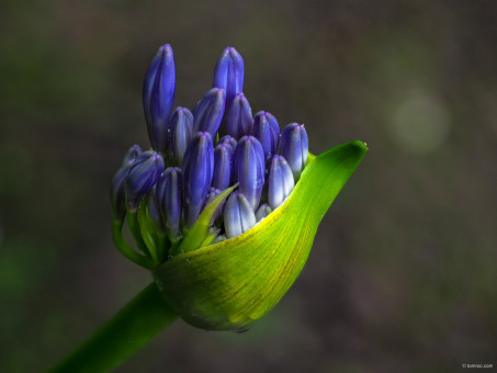 Eclosion de couleur